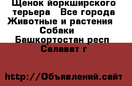 Щенок йоркширского терьера - Все города Животные и растения » Собаки   . Башкортостан респ.,Салават г.